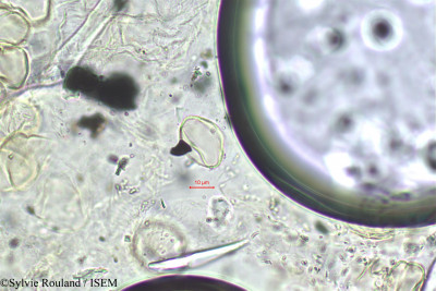 Baphia nitida - lame n° 29