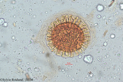 Sylvie.Rouland/Barleria_cuspidata_5122/Barleria_cuspidata_5122_0001(copy)_thumb.jpg