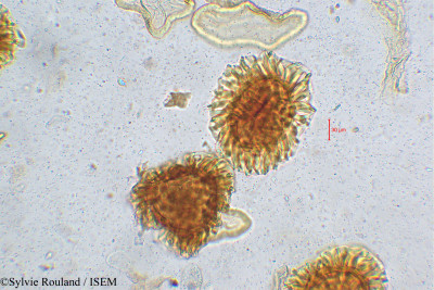 Barleria involucrata var. elata - lame n° 5252