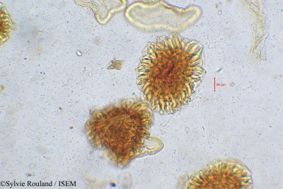 Barleria involucrata var. elata - lame n° 5252
