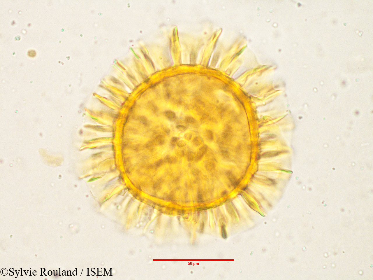 Sylvie.Rouland/Barleria_prionitis_3808/Barleria_prionitis_3808_0001(copy).jpg