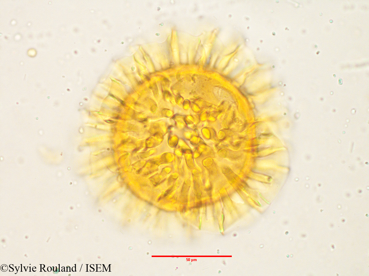 Sylvie.Rouland/Barleria_prionitis_3808/Barleria_prionitis_3808_0002(copy).jpg