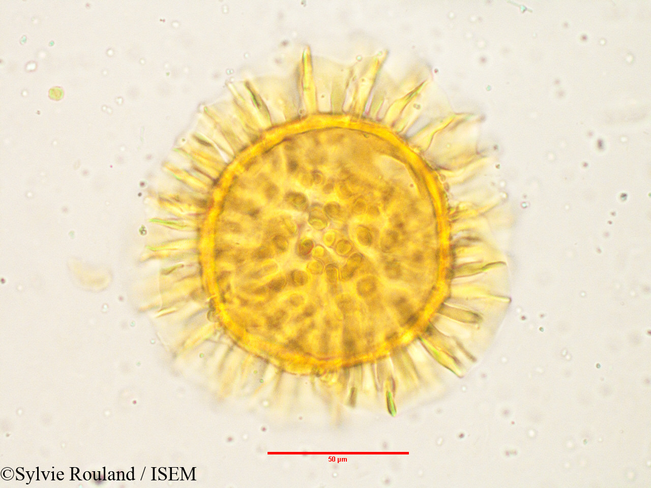 Sylvie.Rouland/Barleria_prionitis_3808/Barleria_prionitis_3808_0003(copy).jpg