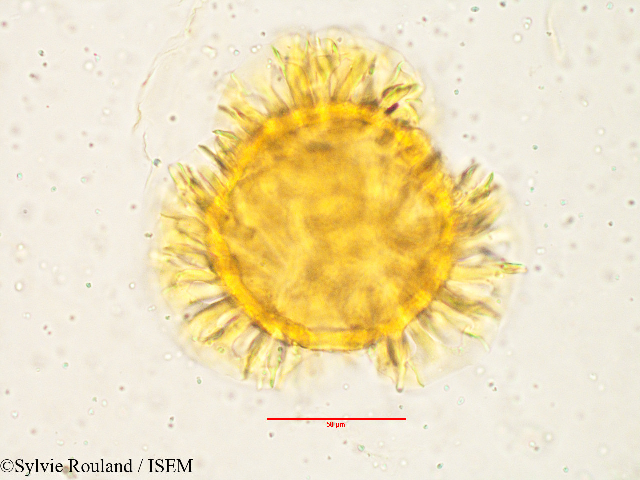 Sylvie.Rouland/Barleria_prionitis_3808/Barleria_prionitis_3808_0004(copy).jpg