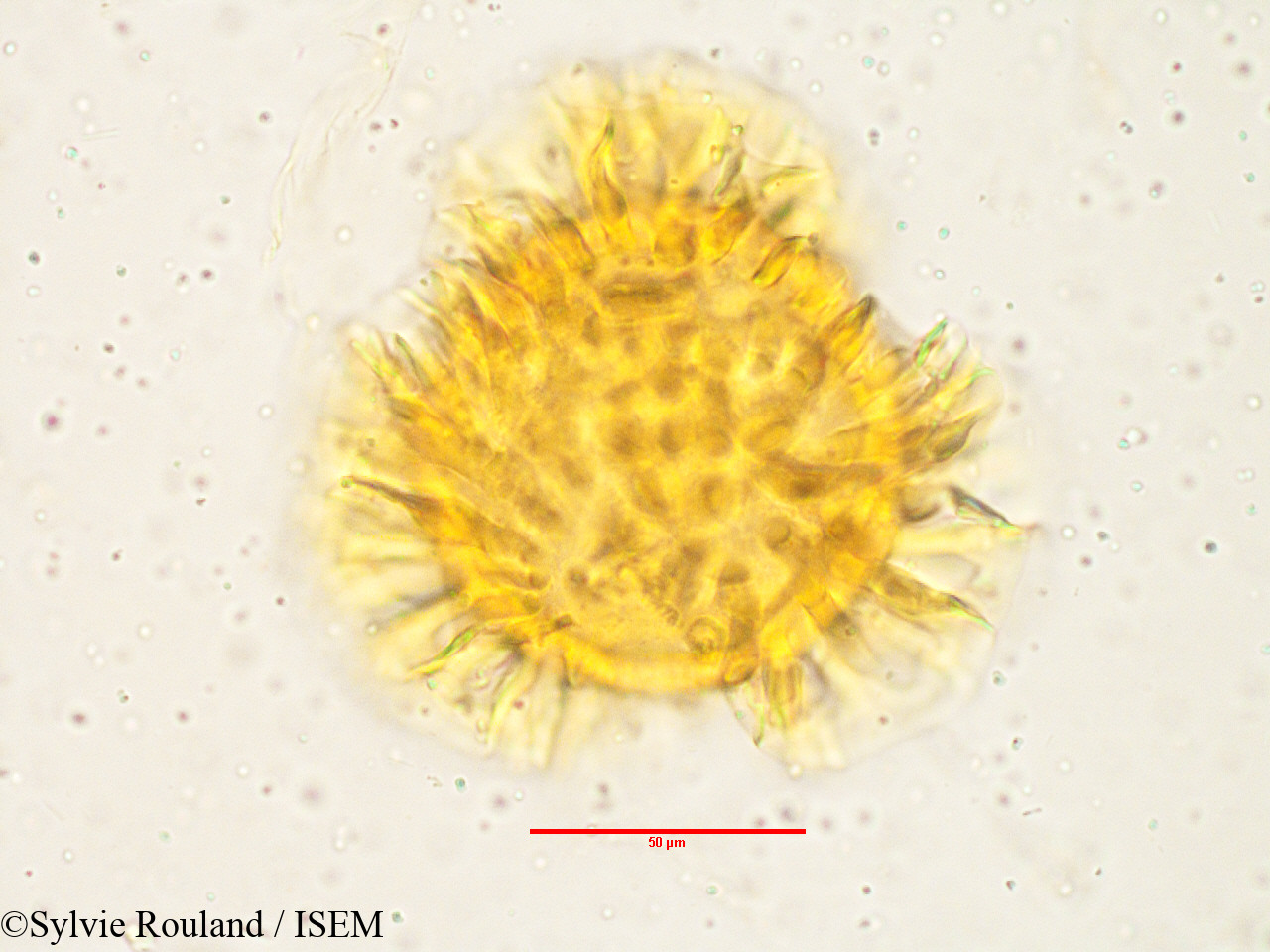 Sylvie.Rouland/Barleria_prionitis_3808/Barleria_prionitis_3808_0005(copy).jpg