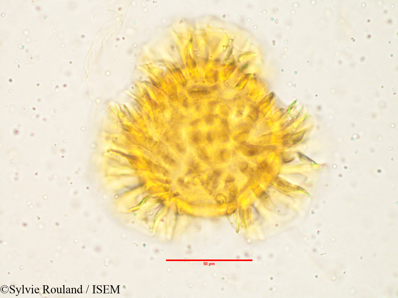 Sylvie.Rouland/Barleria_prionitis_3808/Barleria_prionitis_3808_0006(copy).jpg
