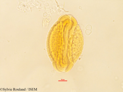 Barringtonia butonica - lame n° 3232