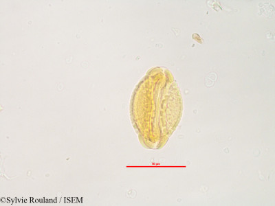 Barringtonia butonica - lame n° 3232