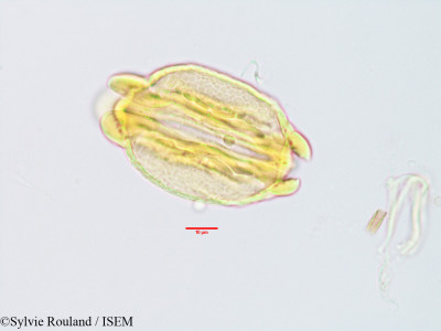 Barringtonia butonica - lame n° 3235