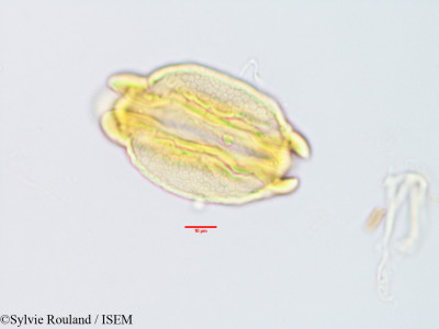 Barringtonia butonica - lame n° 3235