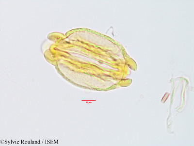 Barringtonia butonica - lame n° 3235