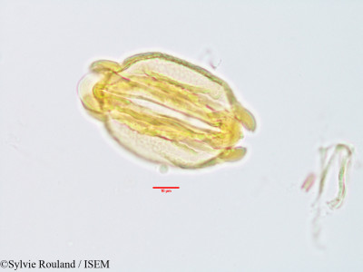 Barringtonia butonica - lame n° 3235