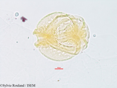 Sylvie.Rouland/Barringtonia_racemosa_3236/Barringtonia_racemosa_3236_0001(copy)_thumb.jpg