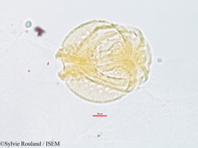 Barringtonia racemosa - lame n° 3236