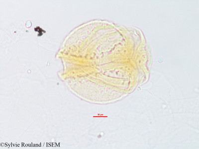Barringtonia racemosa - lame n° 3236