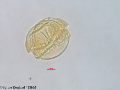 Barringtonia racemosa - lame n° 3236