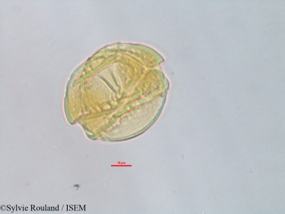 Barringtonia racemosa - lame n° 3236