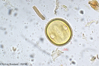 Sylvie.Rouland/Bassia_malabarica_5363/Bassia_malabarica_5363_0001(copy)_thumb.jpg