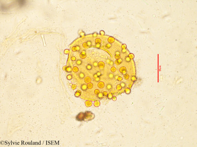 Sylvie.Rouland/Bauhinia_acuminata_3849/Bauhinia_acuminata_3849_0001(copy)_thumb.jpg