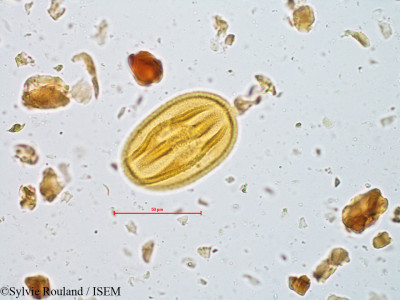 Bauhinia galpinii - lame n° 4959