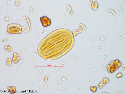 Bauhinia galpinii - lame n° 4959