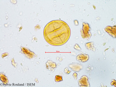 Bauhinia galpinii - lame n° 4959