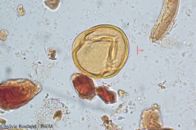 Bauhinia galpinii - lame n° 5058