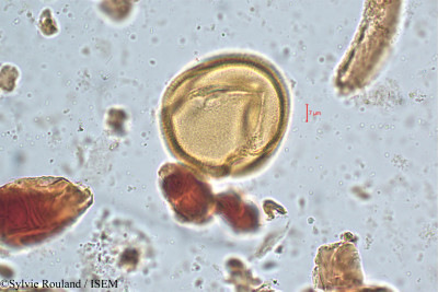 Bauhinia galpinii - lame n° 5058