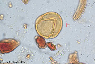 Bauhinia galpinii - lame n° 5058