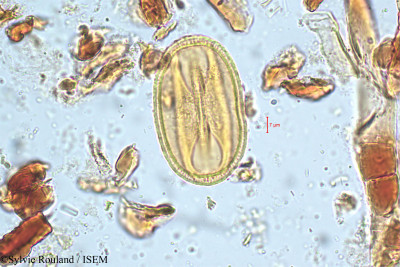 Bauhinia galpinii - lame n° 5058