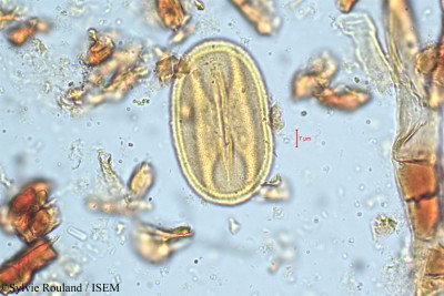 Bauhinia galpinii - lame n° 5058