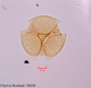 Bauhinia monandra - lame n° 47284