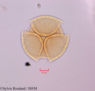 Bauhinia monandra - lame n° 47284