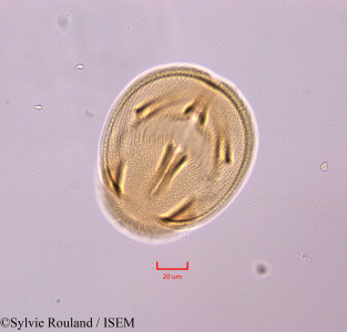 Bauhinia monandra - lame n° 47284