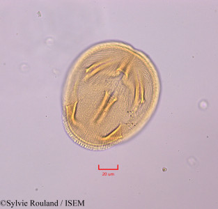 Bauhinia monandra - lame n° 47284