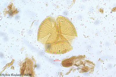 Bauhinia monandra - lame n° 5256