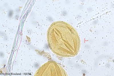Bauhinia monandra - lame n° 5256