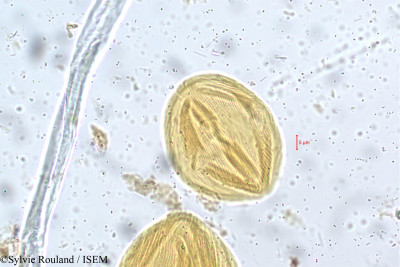 Bauhinia monandra - lame n° 5256