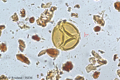 Bauhinia vahlii - lame n° 5172