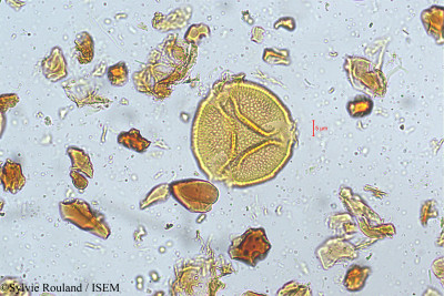 Bauhinia vahlii - lame n° 5172