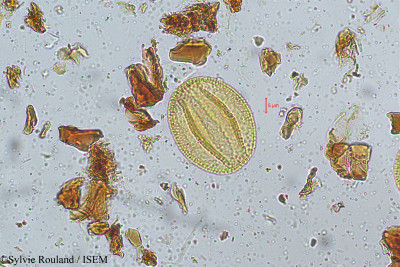 Bauhinia vahlii - lame n° 5172