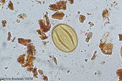 Bauhinia vahlii - lame n° 5172