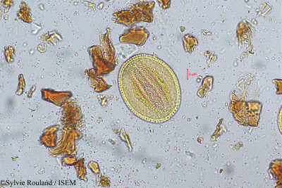 Bauhinia vahlii - lame n° 5172