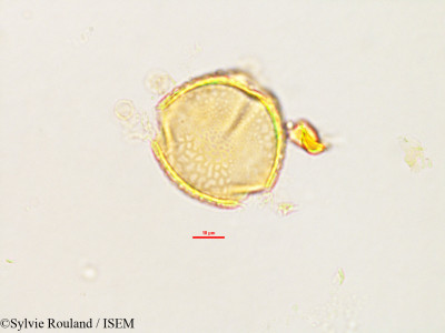 Sylvie.Rouland/Baukea_insignis_2787/Baukea_insignis_2787_0001(copy)_thumb.jpg