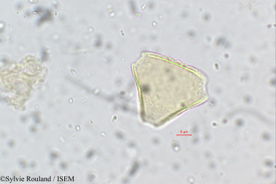Sylvie.Rouland/Beauprea_paniculata_113/Beauprea_paniculata_113_0001(copy)_thumb.jpg