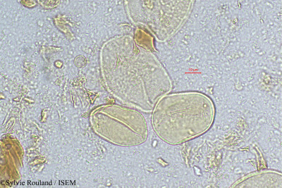 Beccariophoenix madagascariensis - lame n° 317