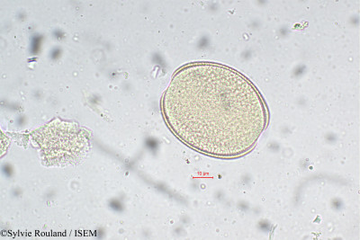 Sylvie.Rouland/Bellevalia_atroviolacea_5492/Bellevalia_atroviolacea_5492_0001(copy)_thumb.jpg