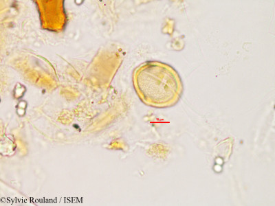 Sylvie.Rouland/Bembicia_uniflora_3177/Bembicia_uniflora_3177_0001(copy)_thumb.jpg