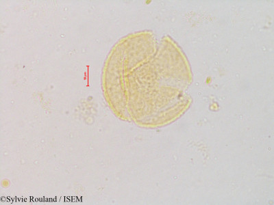 Sylvie.Rouland/Berberis_thunbergii_4831/Berberis_thunbergii_4831_0001(copy)_thumb.jpg