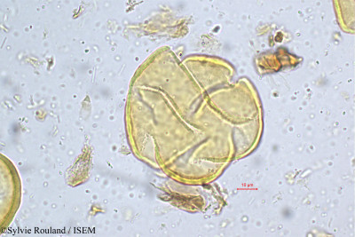 Sylvie.Rouland/Berberis_tinctoria_5189/Berberis_tinctoria_5189_0001(copy)_thumb.jpg